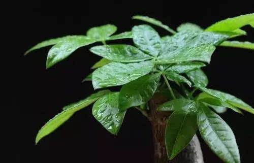 办公室绿色植物如何摆放