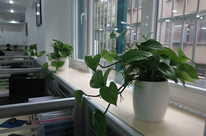 办公室装潢摆放绿植位置的风水